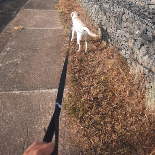 Correa larga para paseos de perros - 3 a 10 metros